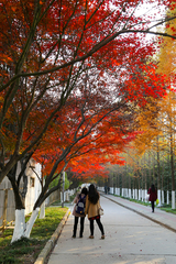 校園紅楓